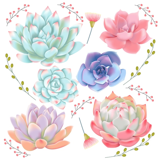 succulents vector