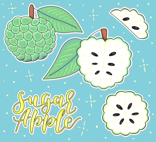 Sugar apple whole and pieces vector stock illustration colored fruit se