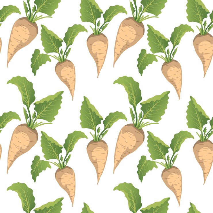 Vector sugar beet pattern on white backgroundseamless background from white beets
