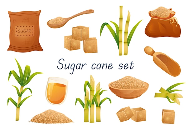 Sugar cane 3d realistic set Vector illustration isolated elements