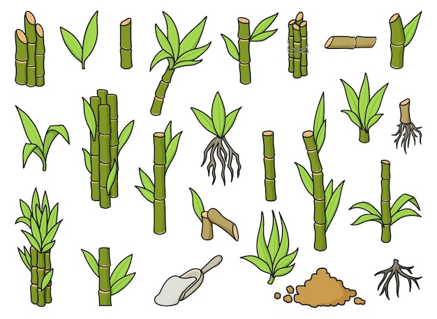 白い背景のサトウキビ色ベクトル図サトウキビ セット アイコン甘い白砂糖のベクター イラスト色のサトウキビの葉サトウキビ プランテーションのアイコンを設定