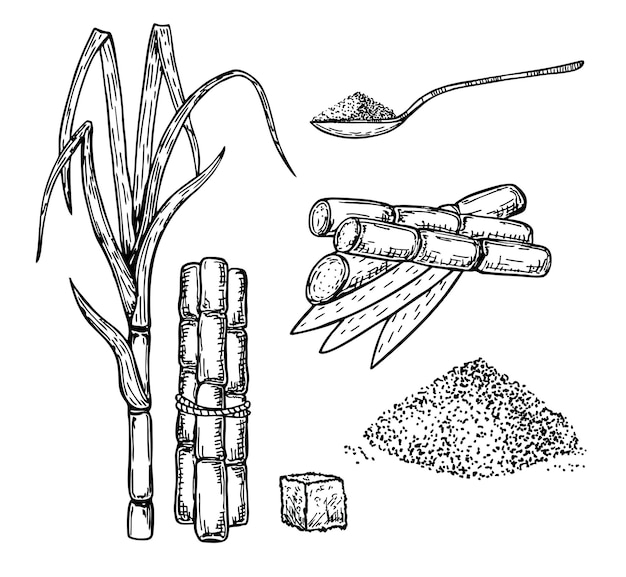 Vettore schizzo di canna da zucchero e foglie dolcificante organico naturale che disegna a mano il set di elementi di design isolato