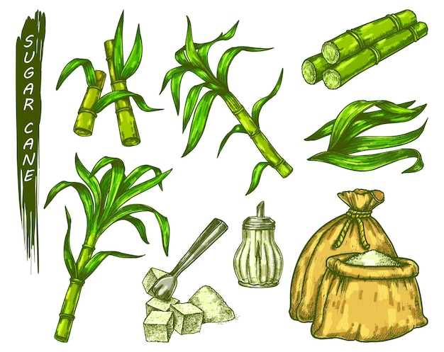 Sugar cane plant sketch in color vector icons