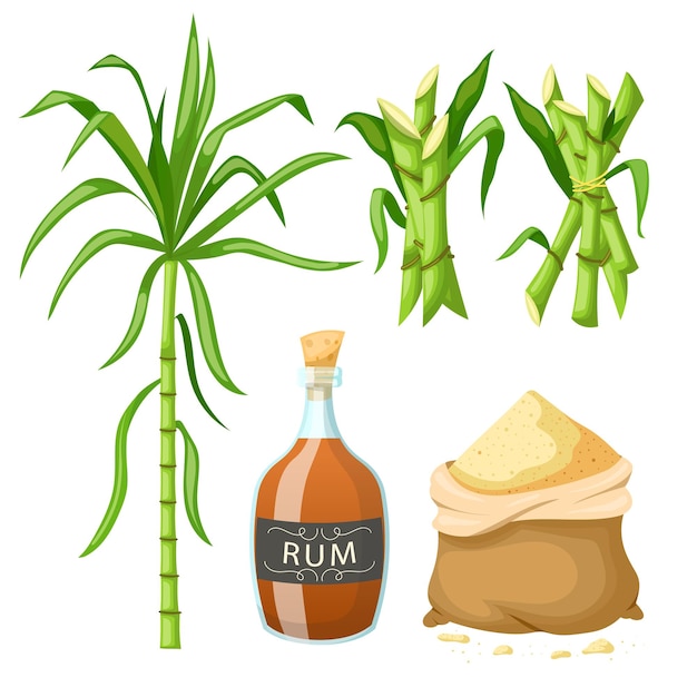 Sugar cane set cartoon vector illustration