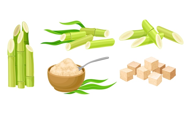 Sugar cane unbranched stems with leaves and superfood like brown granulated sugar vector set