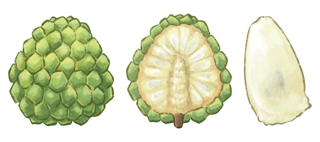 Вектор Иллюстрация sugarapple