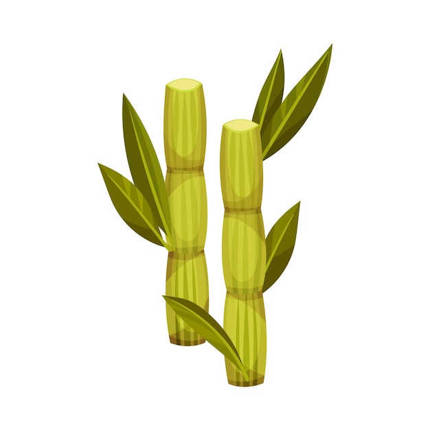 Vector sugarcane as agricultural crop for extraction to make refined sugar vector illustration