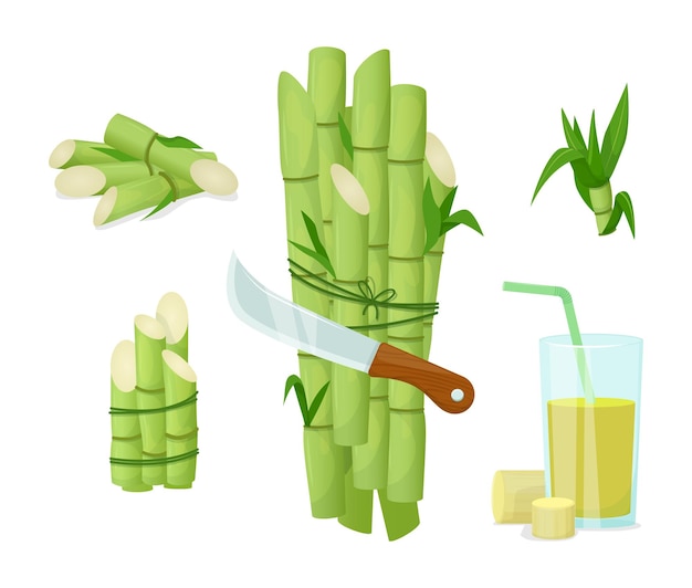 Vector sugarcane herb and juice fresh squeezed sugar cane in glass with stalks and sugar cubes