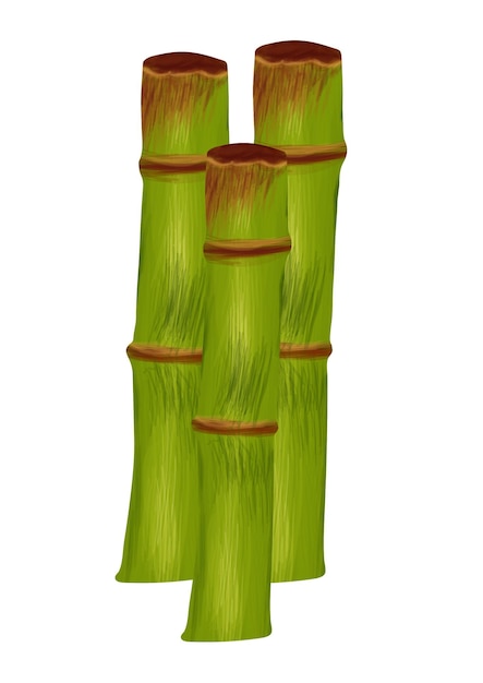 Vector sugarcane