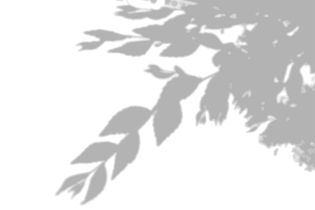 Vector summer background shadows from elm leaves on a white wall white and black background for overlay on ...