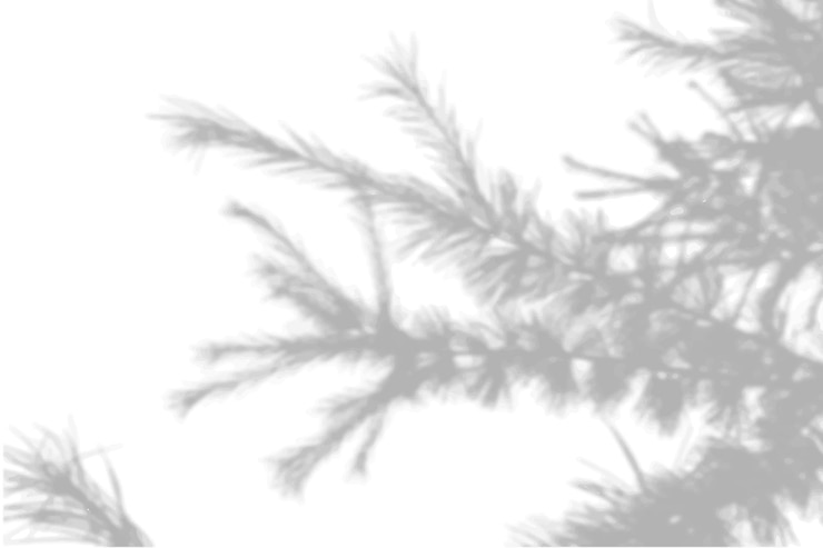 Vector 白と黒の背景に白い壁のモミの葉から夏の背景の影...