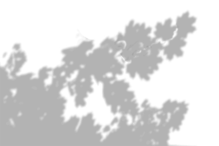 Vector 白と黒の背景にある白い壁のカエデの葉からの夏の背景の影...