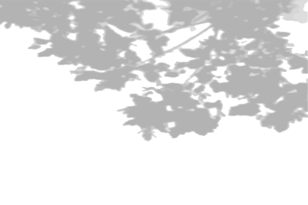 Вектор Летний фон тени от листвы кленового дерева на белой стене бело-черный фон...