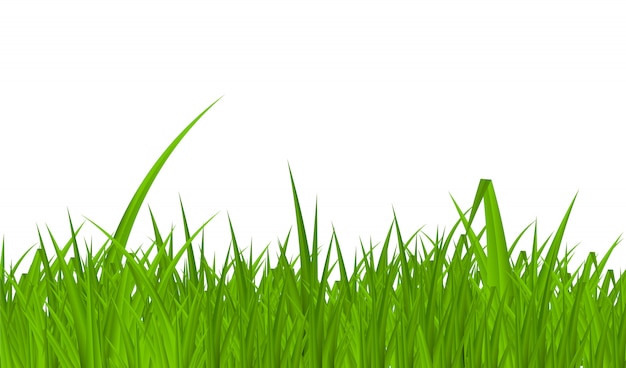 Vector summer background with grass   illustration.