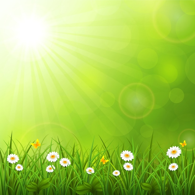 Vector summer background with grass