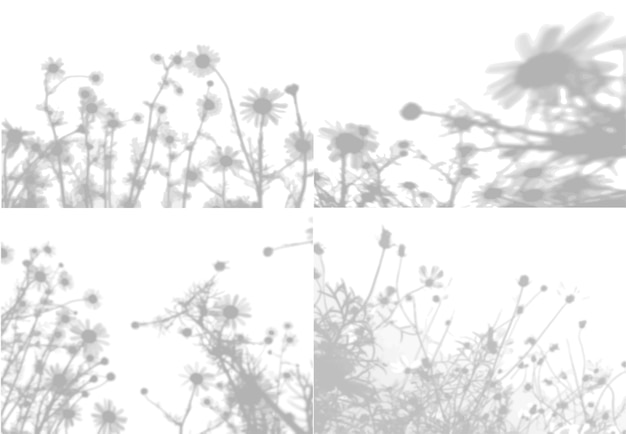 Летние фоны из тени цветов ромашки и полевой травы на белой стене бело-черн ...
