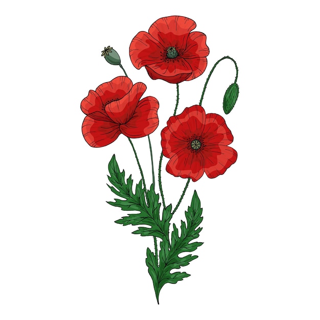 Summer bouquet with red poppy flower Papaver Green stems and leaf Set of elements for design Hand drawn vector illustration Isolated on white background