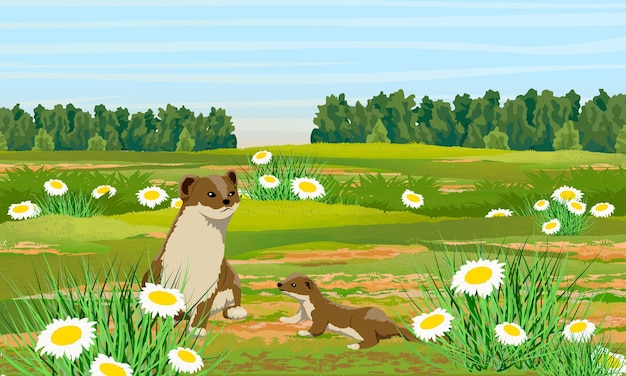 Vector summer brown ermine and her cub in a meadow with daisies wild animals of the arctic