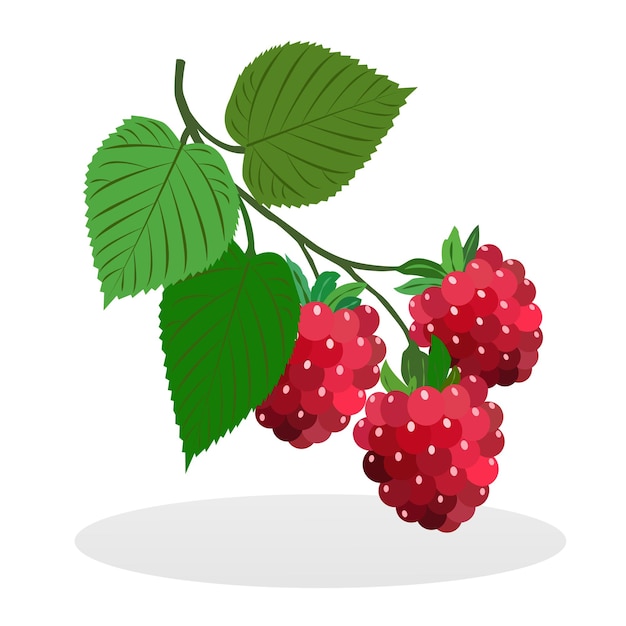 Summer deliciously fragrant raspberries on a twig with green leaves