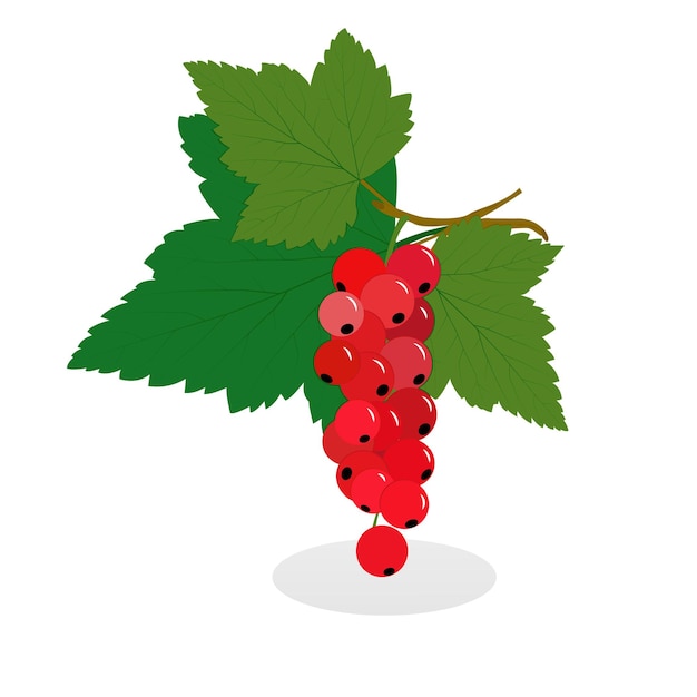 Summer deliciously fragrant red currants on a twig with green leaves