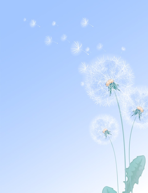 Летние цветочные иллюстрации белые одуванчики и летающие пушки.