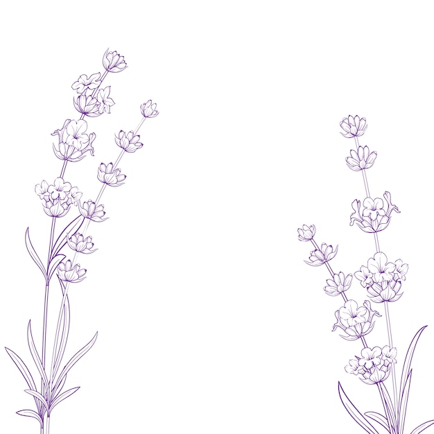 Vettore fiori estivi con segno di calligrafia erbe di lavanda. mazzo di fiori di lavanda isolato su sfondo bianco.