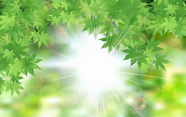 Vector summer fresh leaf green leaves with sun rays