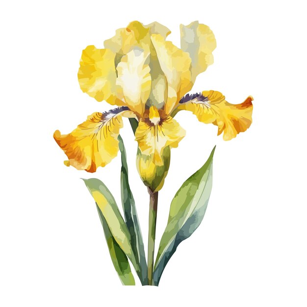 summer garden iris flowers watercolor vector illustration