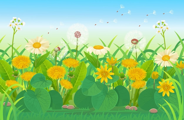 Vector summer landscape of field with dandelions fluffy dandelion buttercups wild strawberries