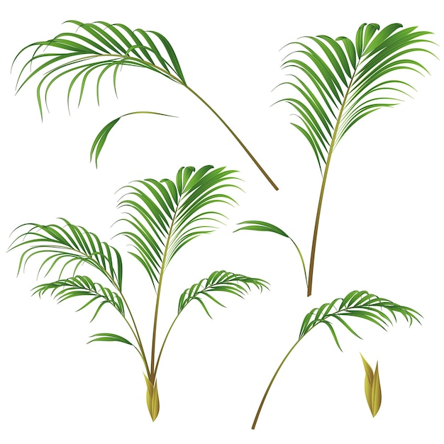 Summer palm plant leaves vector