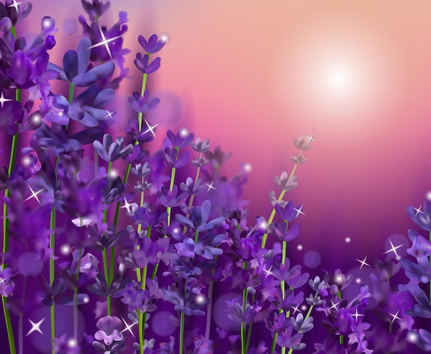 Vettore tramonto estivo su un fiore di lavanda viola. lavanda viola profumata e fiorita per profumeria, prodotti per la salute