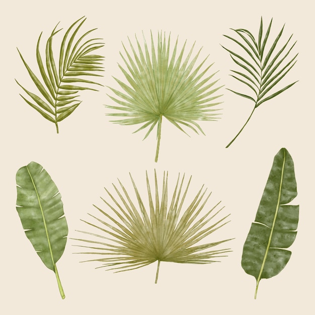 Летние тропические экзотические зеленые листья монстеры, пальмовые и банановые листья