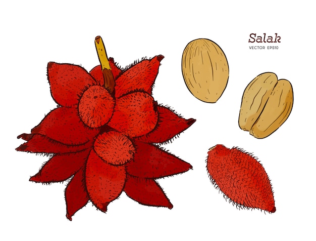 건강한 라이프 스타일을위한 여름 열대 과일. Salak 과일. 손으로 스케치 벡터를 그립니다.