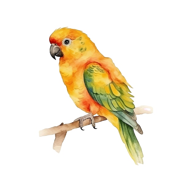 Vector sun conure watercolor paint