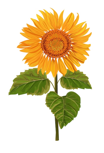 Sun flower  isolated  illustration