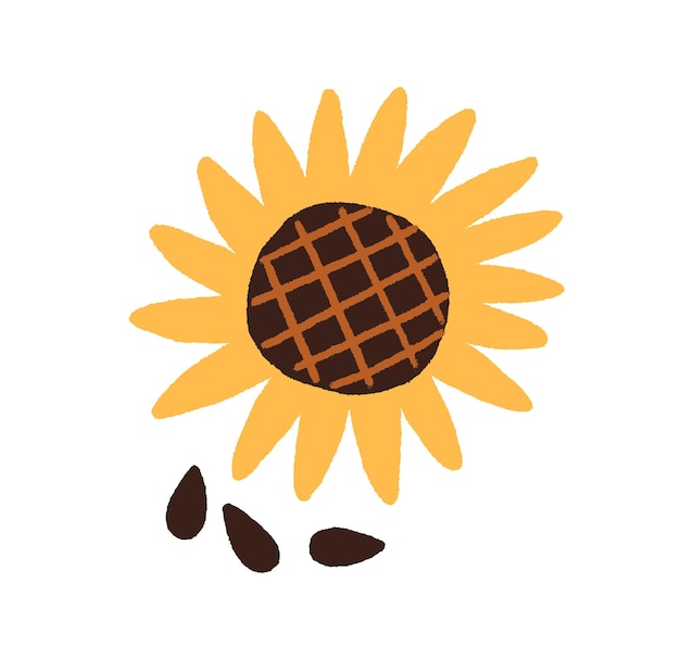 Semi di girasole e neri. vista dall'alto del fiore del sole con noccioli crudi. pianta estiva con petali gialli disegnati in stile doodle. illustrazione vettoriale piatta isolata su sfondo bianco