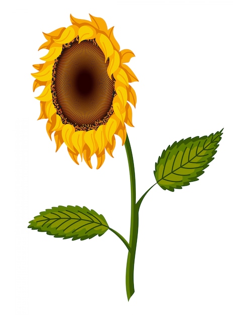 Vettore fiore di girasole girasole disegnato a mano con foglie verdi.