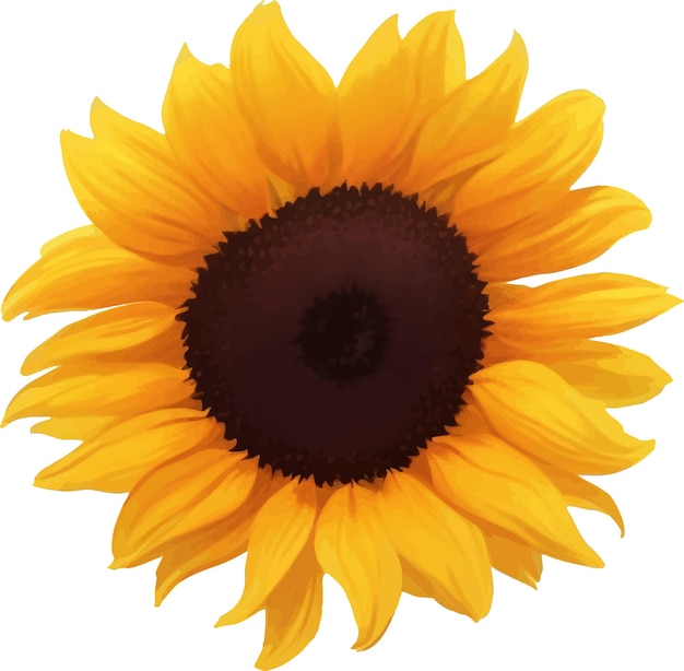 Vector sunflower detailed beautiful hand drawn vector illustration