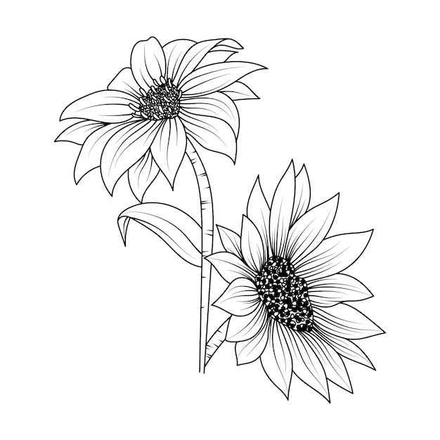 Vettore illustrazione di arte linea doodle girasole