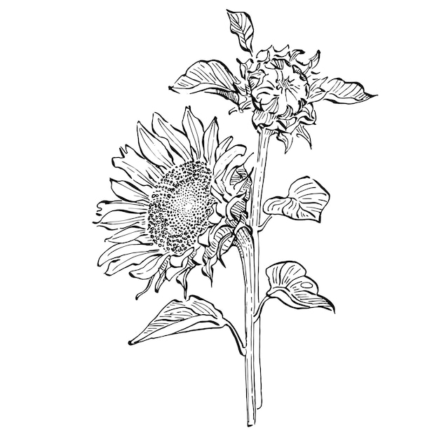 Vector sunflower flower. floral botanical flower. isolated illustration element.   hand drawing wildflower