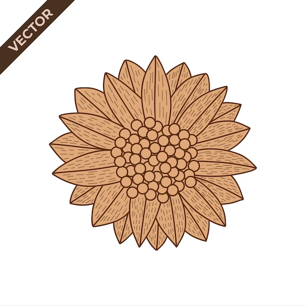 Sunflower flower line vintage Vector illustration with flower theme