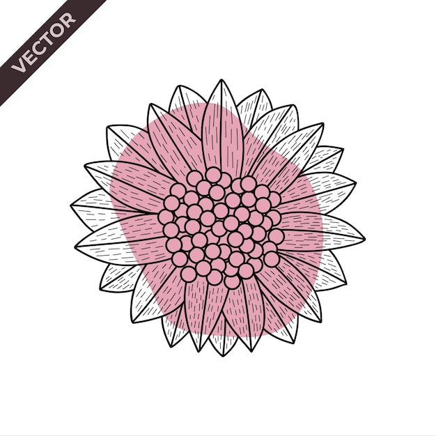 Sunflower flower line with shape Vector illustration with flower theme