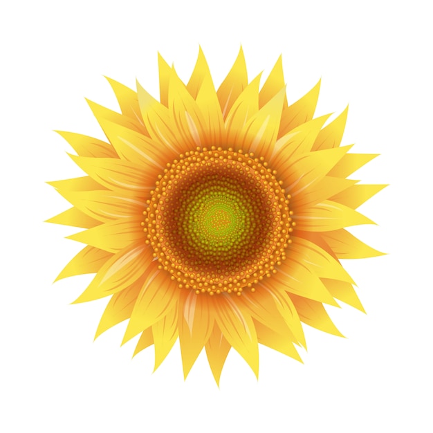 Vector sunflower flowers isolated white