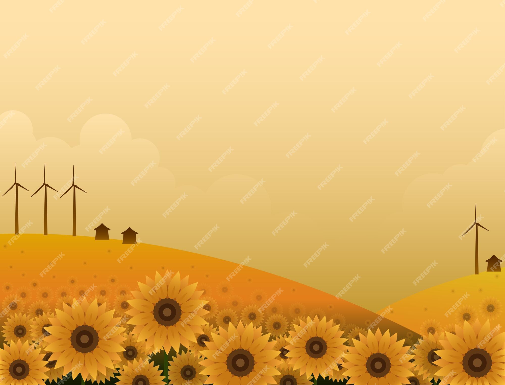 Premium Vector | The sunflower garden that stretches out is very wide