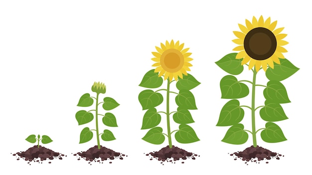 Vector sunflower growth cycle stages. agriculture plant development.