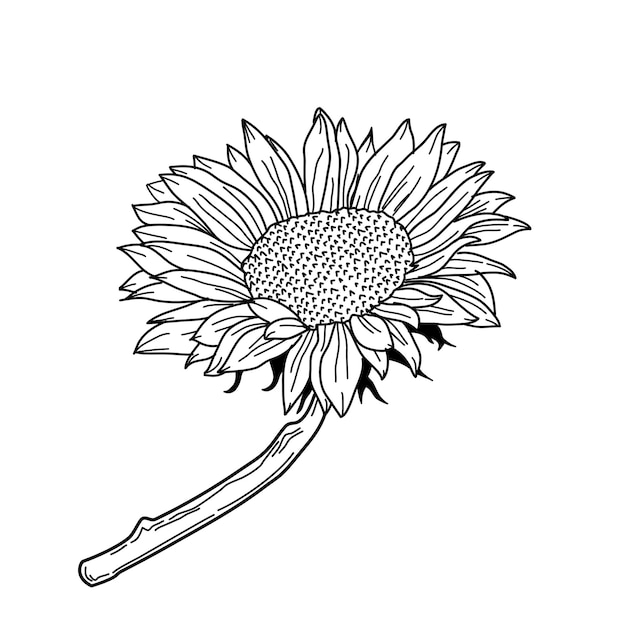 sunflower hand drawing sketch sunflower sunflower doodle sunflower line art