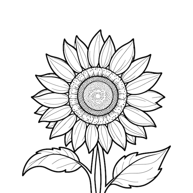 Vector sunflower hand drawn coloring page and outline vector design