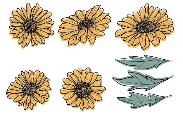 Sunflower hand drawn vector collection