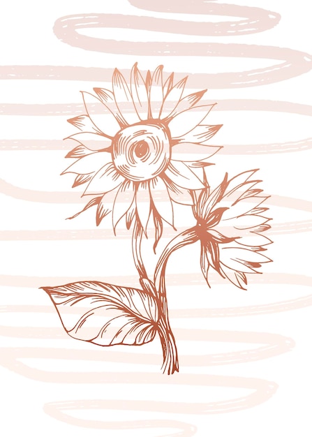 Sunflower hand Painted Illustrations for Wall Decoration minimalist flower in sketch style