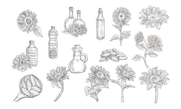 Vector sunflower handdrawn collection